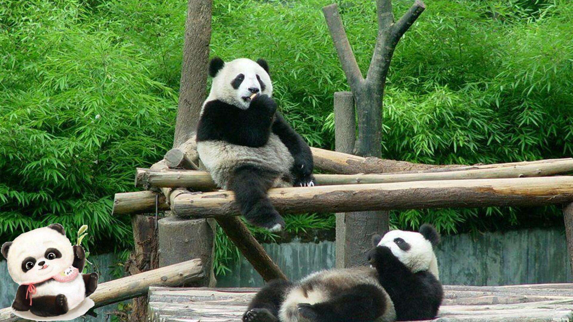 ../_images/panda.jpg